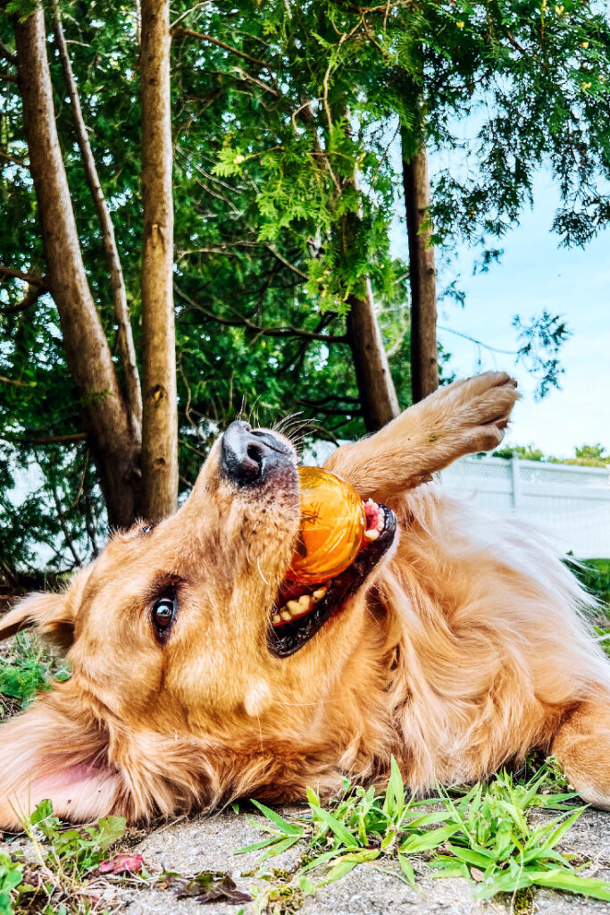 Golden Retriever lying on his back in the backyard, holding the orange ball with a playful expression